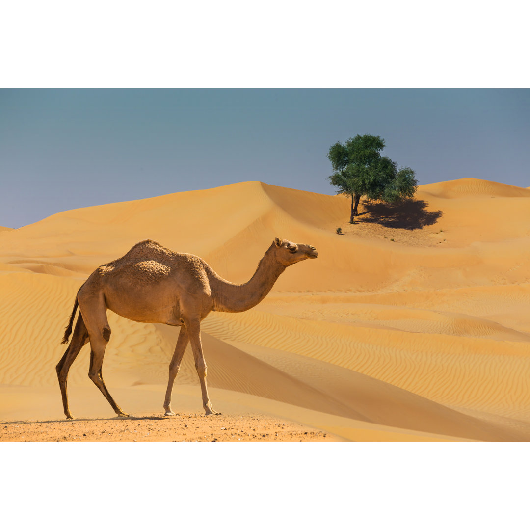 Birchanger Desert Landscape With Camel - Wrapped Canvas Print