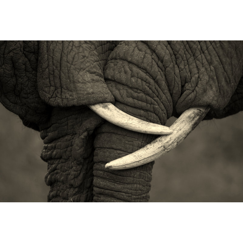 Elephant Affection - Wrapped Canvas Print, 30cm H x 46cm W