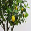 Anayeli Tree-689475020