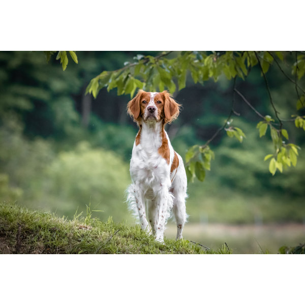 Ebern Designs Brittany Spaniel Dog - Wayfair Canada