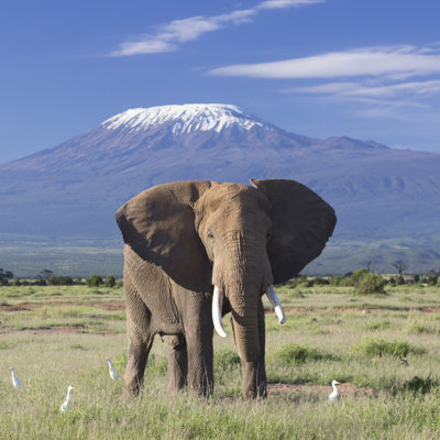 Elephant And Kilimanjaro - Wrapped Canvas Print
