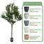 Pots à plantes ronds en olivier artificiel type C avec plateau-547192970-547192968