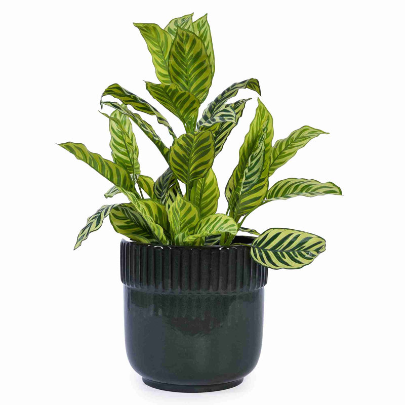 Pot de fleurs en céramique de haute qualité, Noir antique