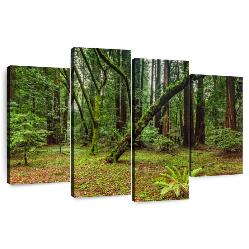 Alvord Muir Woods Forest, 32" H x 52" W