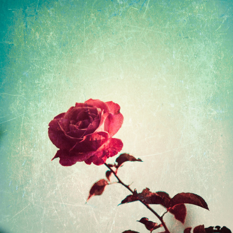 Textured Rose by Andreka - Wrapped Canvas Print, 122cm H x 122cm W x 3.8cm D