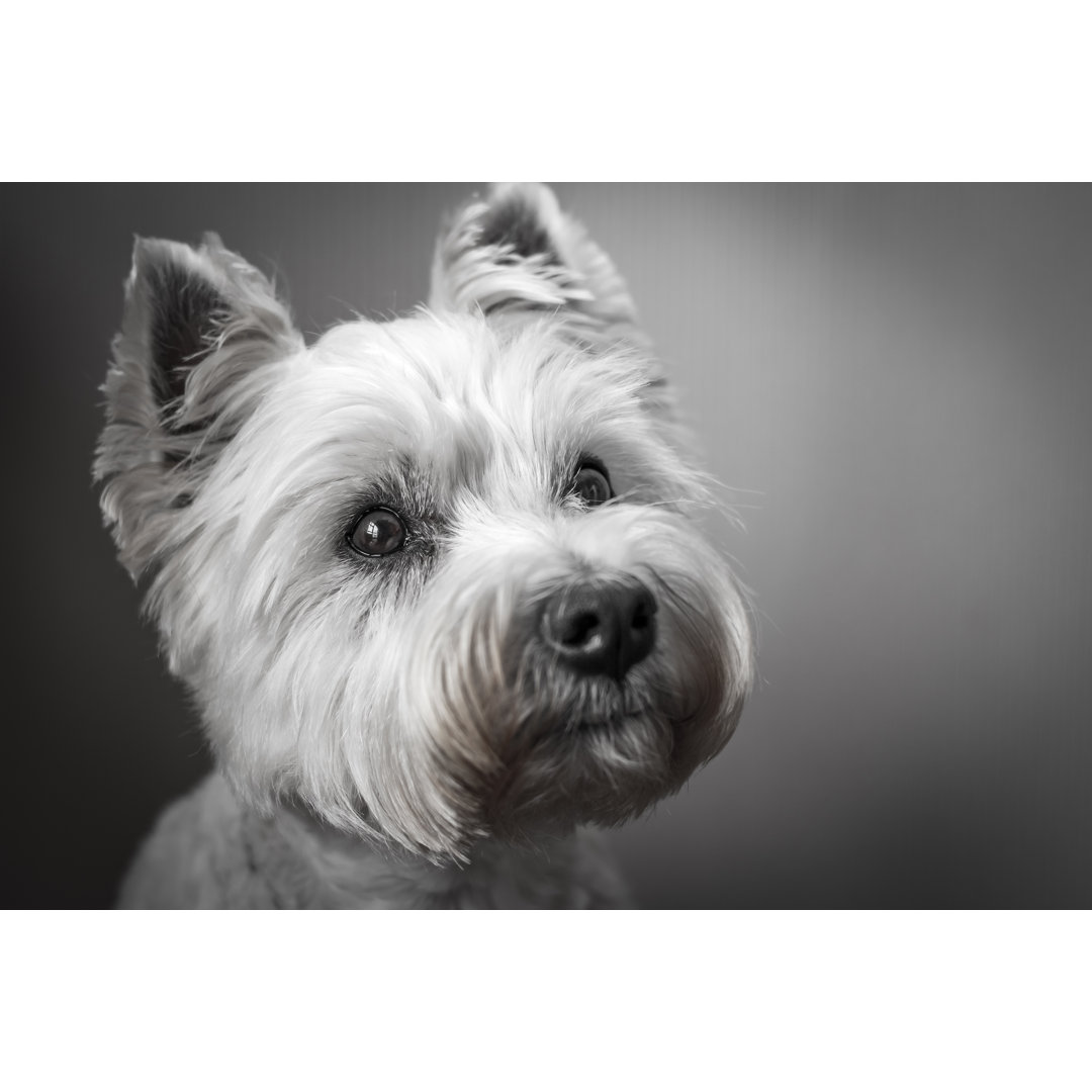 West Highland Terrier Leinwandbild