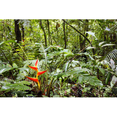 Tropical RainForest - Wrapped Canvas Print