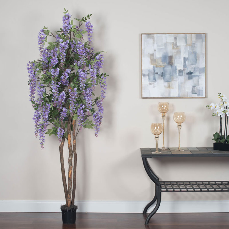 Arbre wisteria en pot