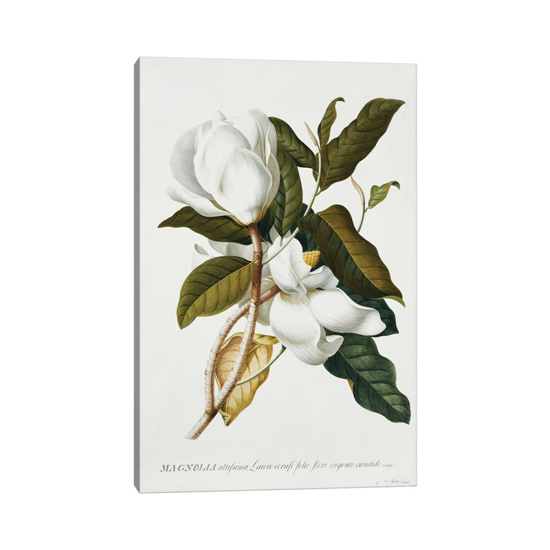 Magnolia, by Georg Dionysius Ehret - Wrapped Canvas Print, 101.6cm H x 66.04cm W x 1.91cm D