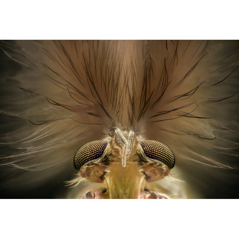 Mahkaylah Mosquito Head by ConstantinCornel - Wrapped Canvas Print, 30cm H x 46cm W x 3.8cm D