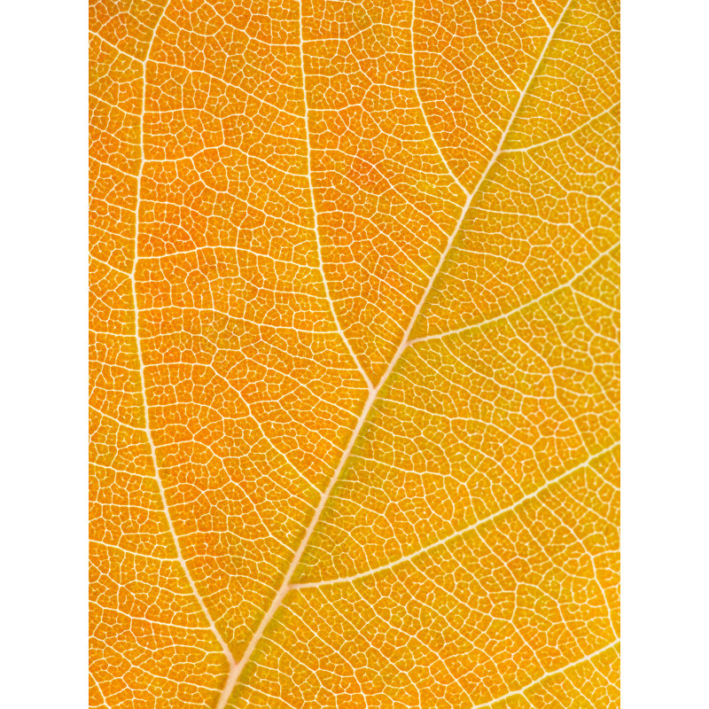 Autumn Leaf by Philippe Monthoux, Black Framed Paper, 20" H x 16" W