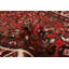 Tapis rouge Andelz 2 pi 11 po x 10 pi 11 po
