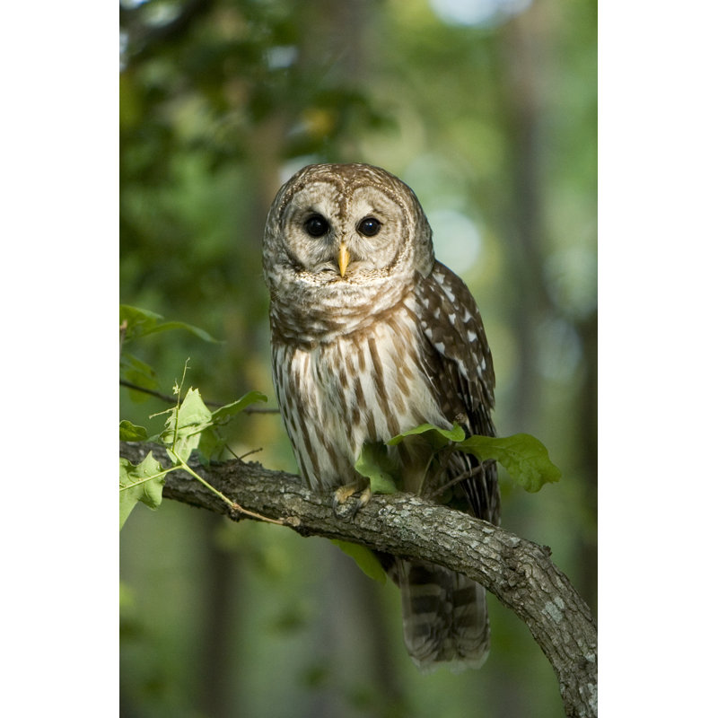 Barred Owl by Johnmann - Wrapped Canvas Print, 46cm H x 30cm W 