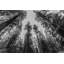 Art sur toile tendue avec Winston Porter Nature Magick Gallery: Sequoia