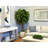 Oriental Ficus Tree in Stone Pot