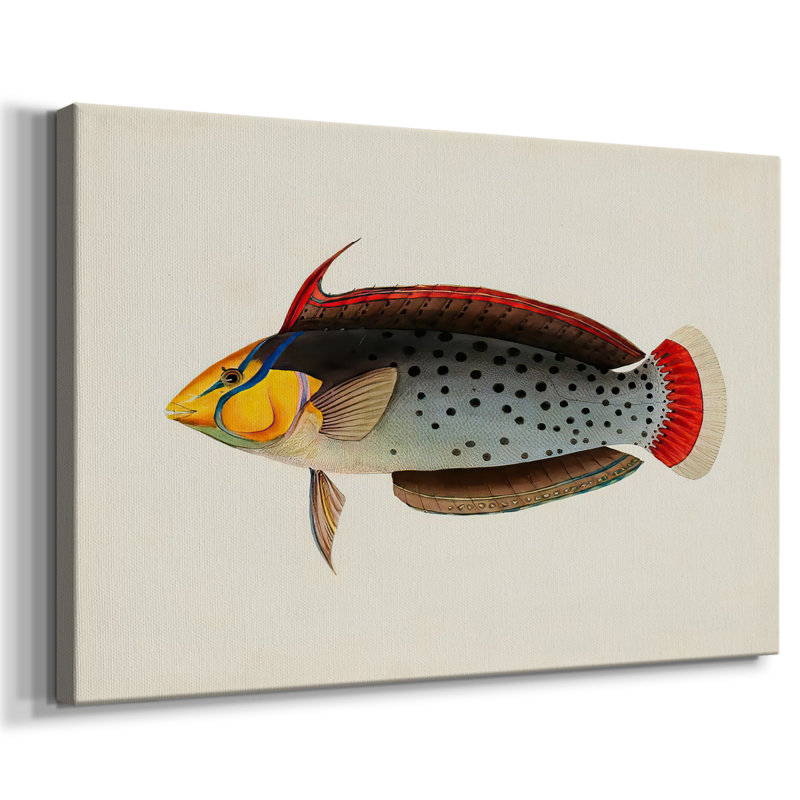 Collection Tropical Fish IV - Cavas enveloppés de galerie, 40 x 60