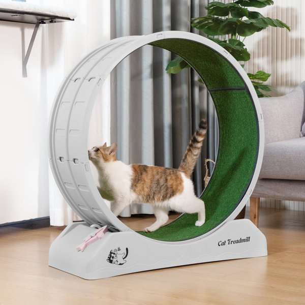 Cat Wheel Treadmill