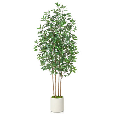 Adcock Ficus Tree in Pot