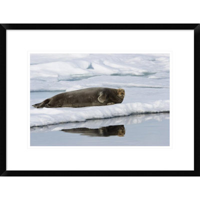 " Bearded Seal On Ice Floe "