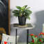 Pot à fleur en céramique Pansy-88134231