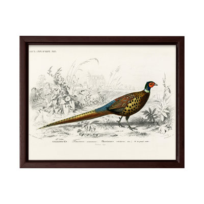 Ring Necked Pheasant