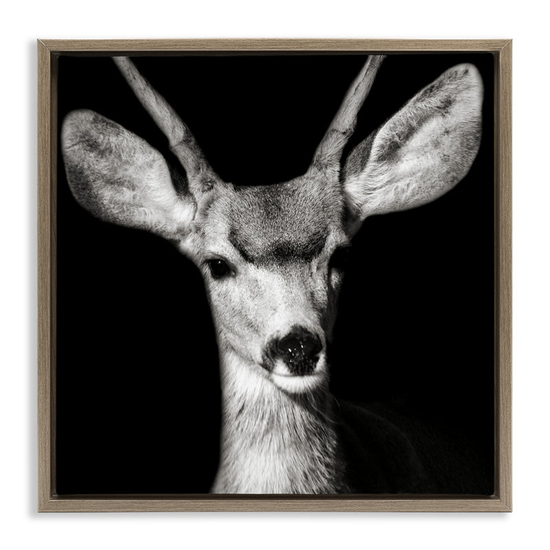 «Gazing Deer Portrait» par Kathy Mansfield, Cadre flottant orme Montalcino, H 25 po x l 25 po