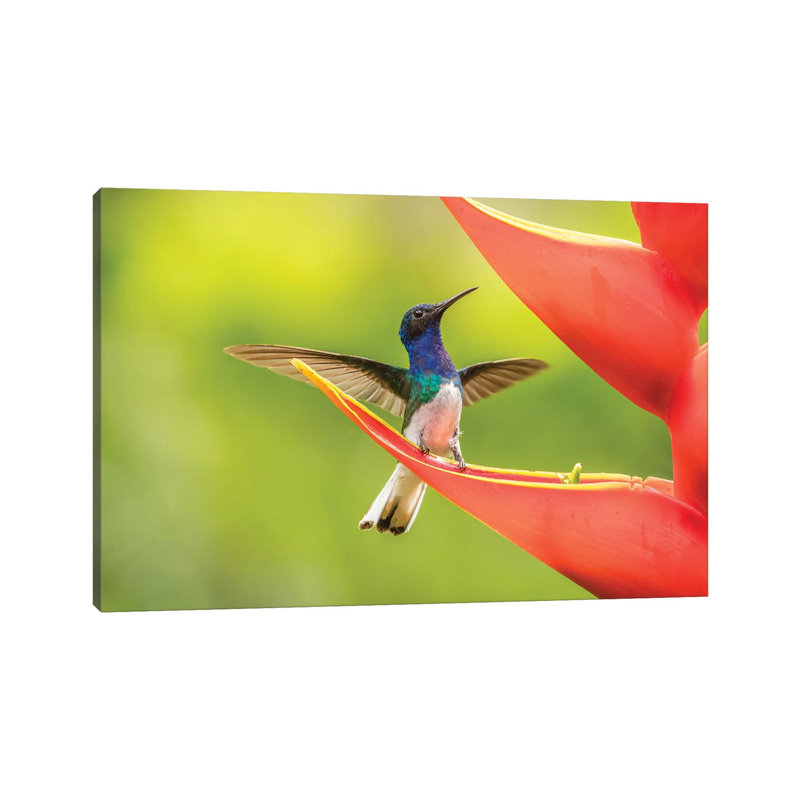 Costa Rica, Sarapiqui River Valley. Male White-Necked Jacobin on Heliconia. 1 Piece Wrapped Canvas Painting