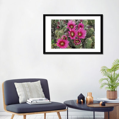 " Hedgehog Cactus Flowering, Arizona " by Tim Fitzharris