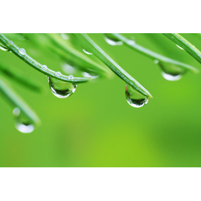 Rain Drops On Pine Needles by Acik - Wrapped Canvas Print