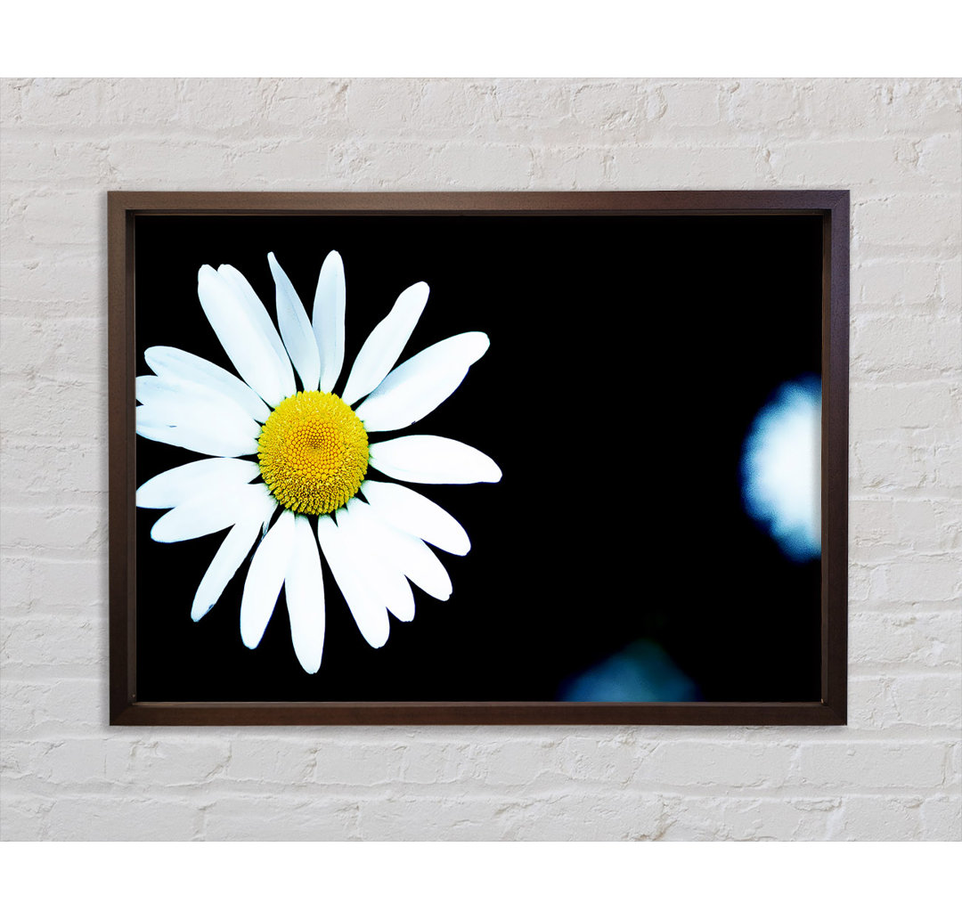 Single Daisy - Einzelner Bilderrahmen Kunstdrucke auf Leinwand