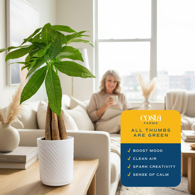 Plant Money Tree in Planter