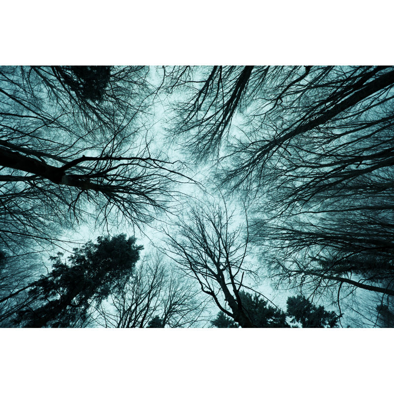 Tall And Spooky Bare Trees by Zodebala - Wrapped Canvas Print, 30cm H x 46cm W x 3.8cm D