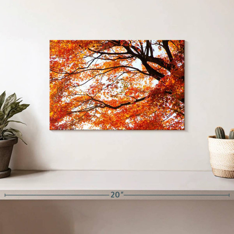 Alvord acer Palmatum en automne, H 8 po x l 12 po
