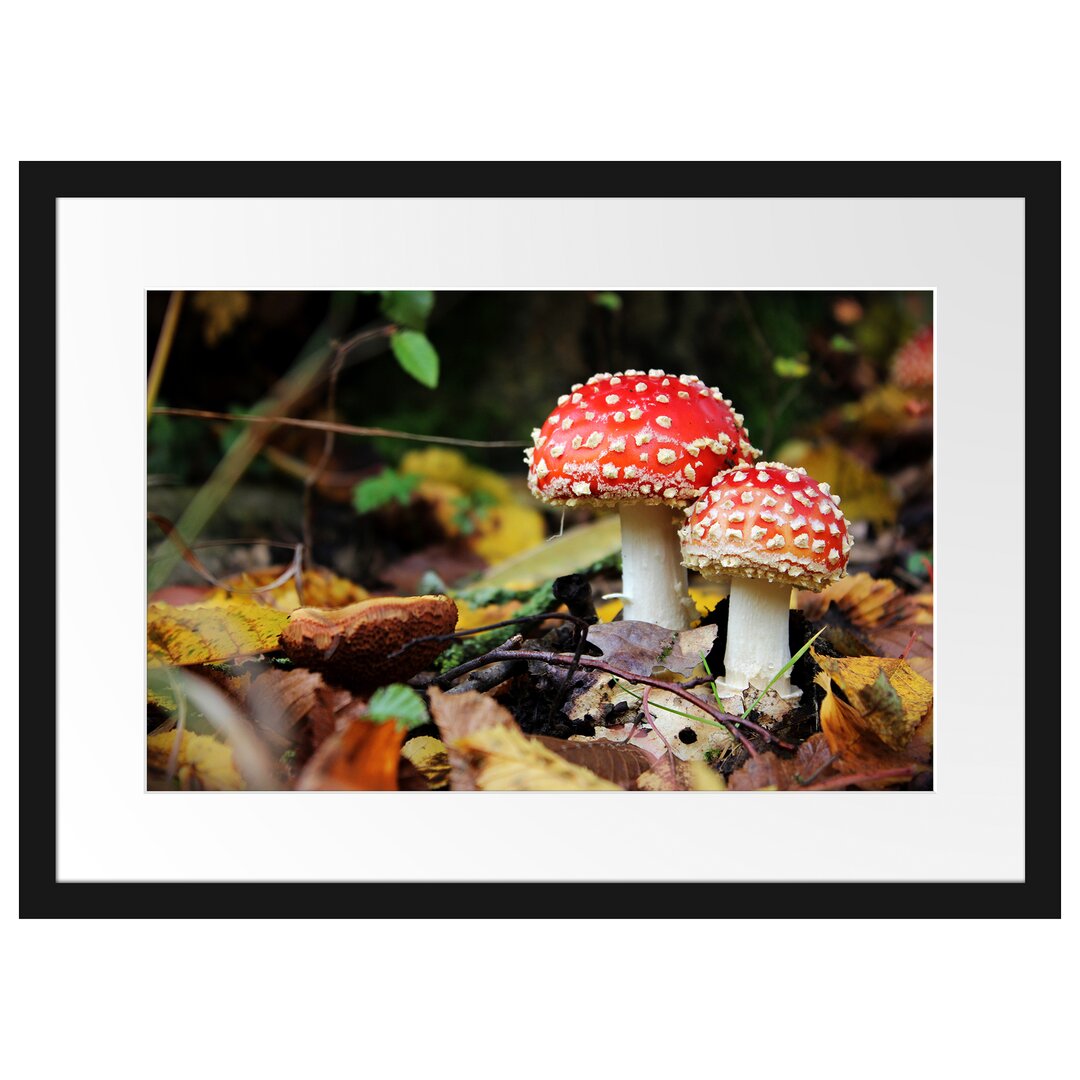 Gerahmtes Poster Pilz im Wald