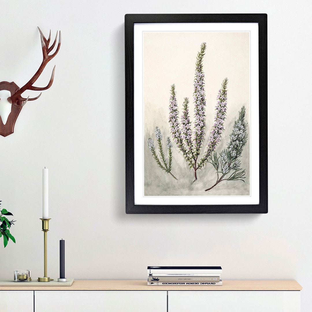 Epacris Flowers by Sarah Featon - Framed Print