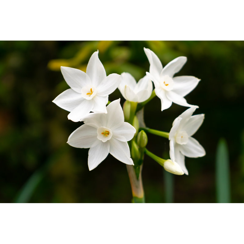 " Narcissus Polyanthus ", 24" H x 36" W  