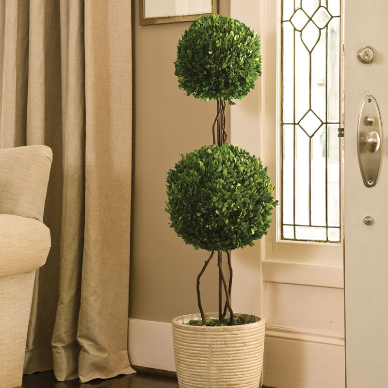 Preserved Boxwood Double Ball Topiary in Pot, 28" H x 8.5" W x 8.5" D