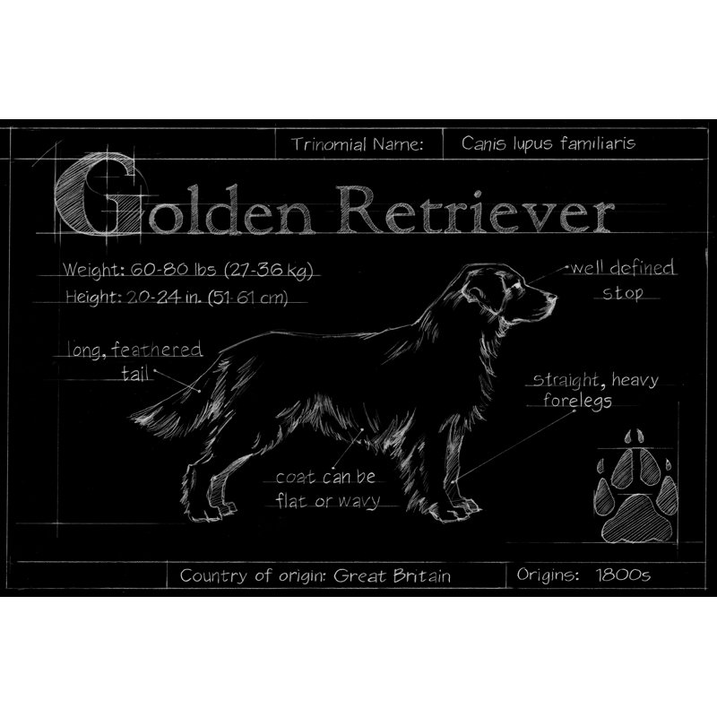 Blueprint Golden Retriever by Ethan Harper - Painting Print, 30cm H x 46cm W, Wrapped Canvas