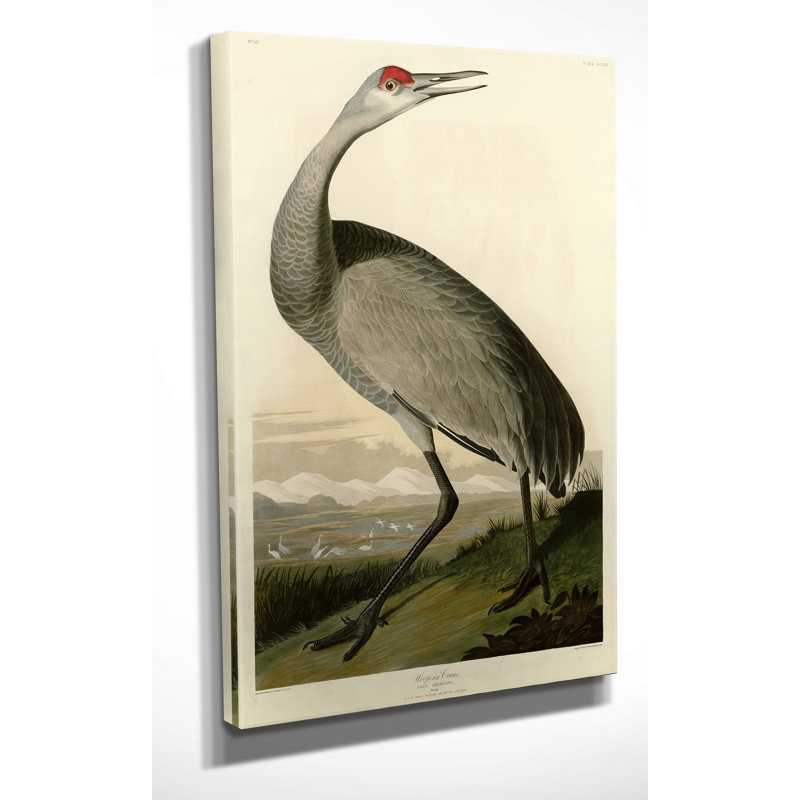 Whooping Crane by Audubon Graphic Art on Wrapped Canvas