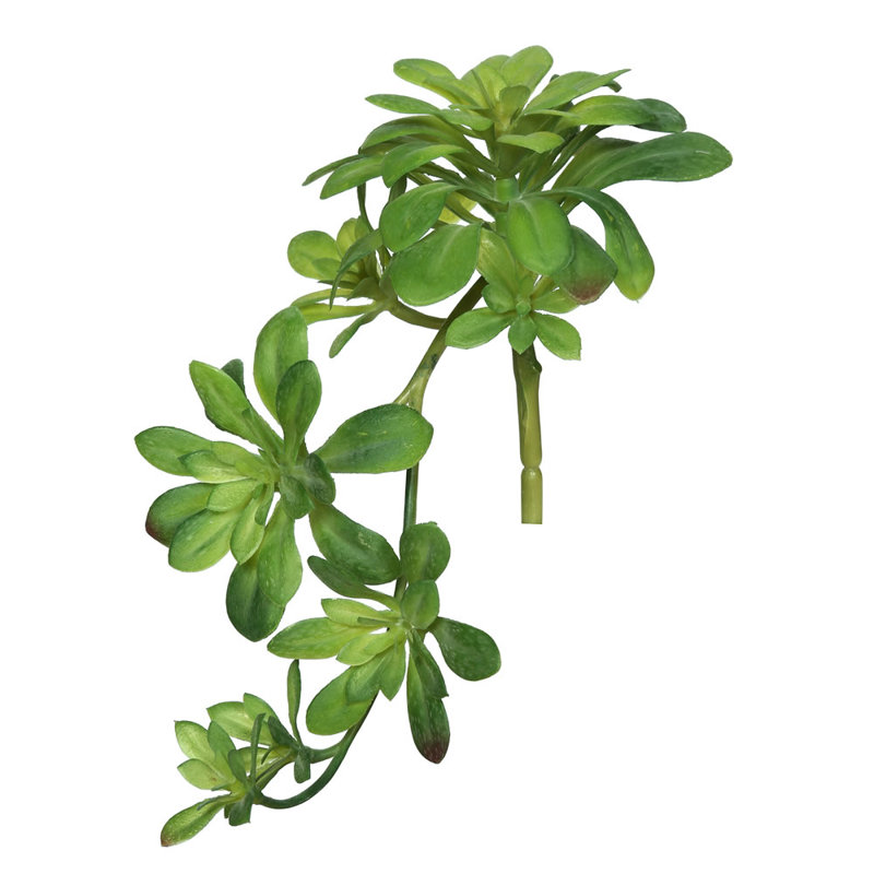 Aeonium Arrangement
