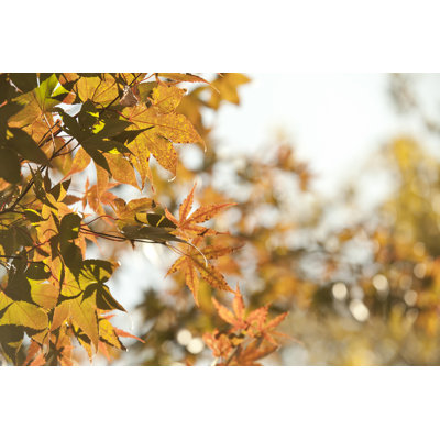Autumn Leaves by JaysonPhotography - Wrapped Canvas Print