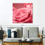 Macro rose Harnek-109377506