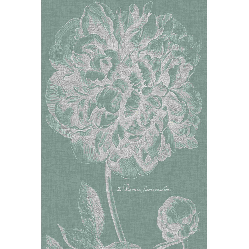 Pivoine gracieuse I, H 30 po x l 20 po