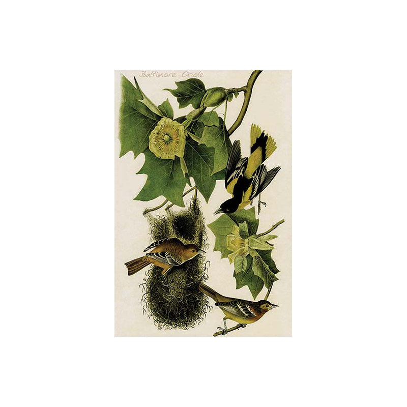 Oriole de baltimore-impression d’art graphique, H 36 po x l 24 po x P 1,5 po