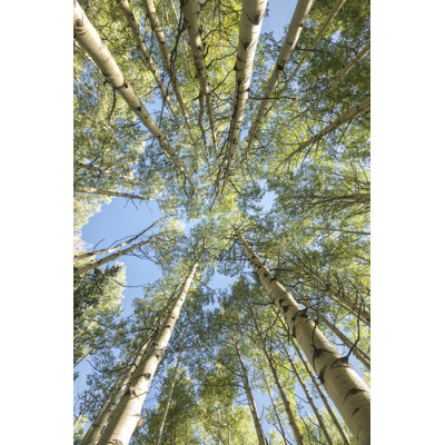 Looking Up by Danny Head - Wrapped Canvas Print