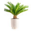 Plant in Basket
