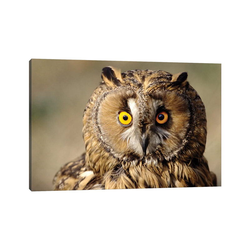 Owl by Goran Anastasovski - Wrapped Canvas Print, 20.32 cm H x 30.48 cm W