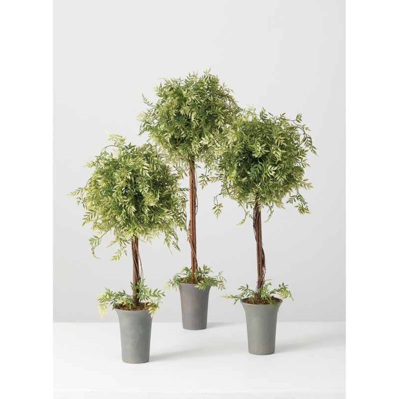 Ensemble de topiaire wisteria 3 pièces en pot