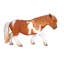 SHETLAND PONY-BROWN/WHITE