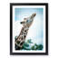 Stretching Giraffe - Framed Print-55730736-55730739